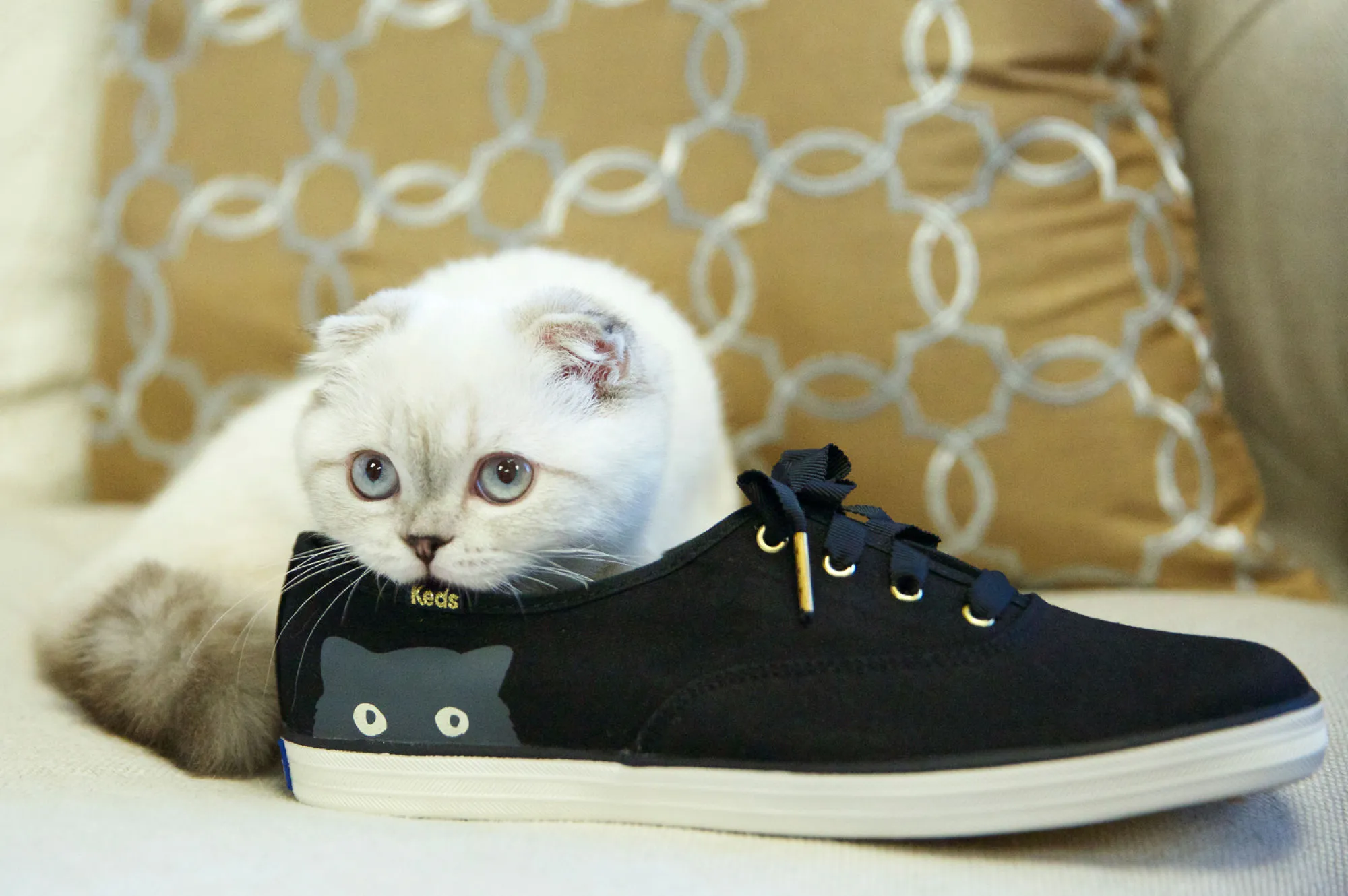 Mèo Olivia Benson của Taylor Swift quảng cáo dòng giày lấy cảm hứng từ chính mình. Ảnh: Keds
